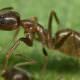 Invasive Ants: Threat to Pacific Livelihoods and Biodiversity