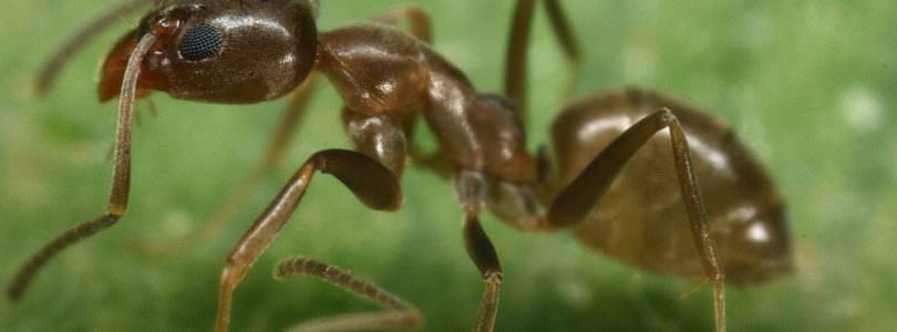 Invasive Ants: Threat to Pacific Livelihoods and Biodiversity