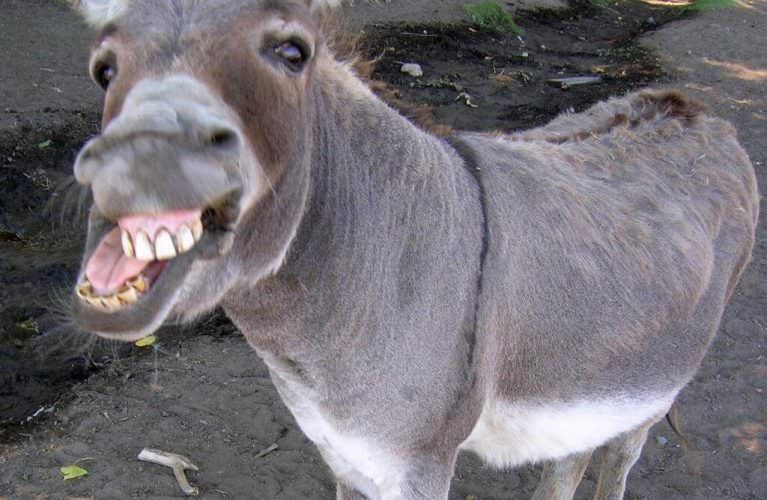 Donkey Sex: The Most Bizarre Tradition