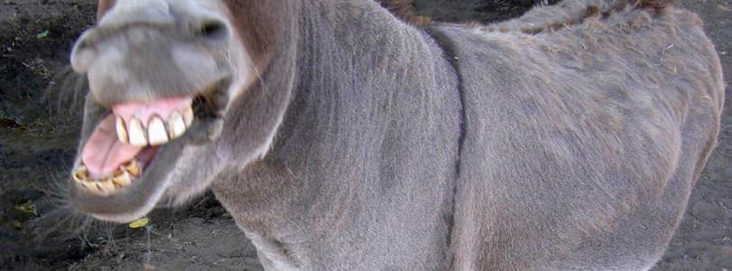 Donkey Sex: The Most Bizarre Tradition