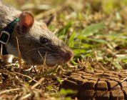 Gambian pouched rat