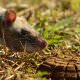 Gambian pouched rat