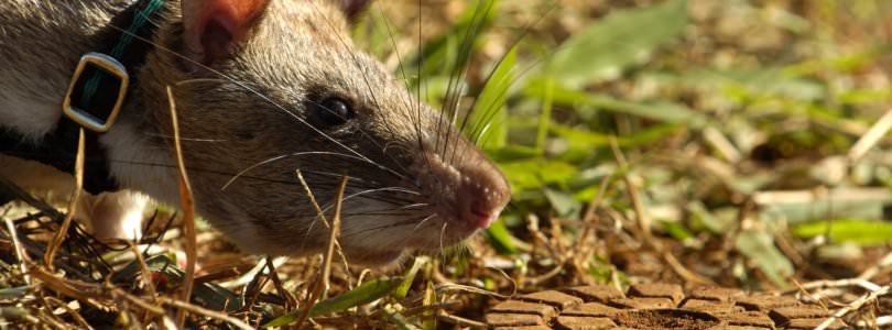 Gambian pouched rat