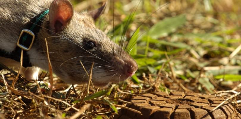 Gambian pouched rat