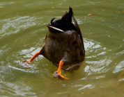 Duck ducking under water