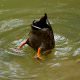 Duck ducking under water