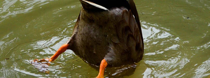 Duck ducking under water