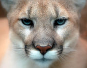 Those Eyes - Cougar closeup