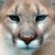 Those Eyes - Cougar closeup