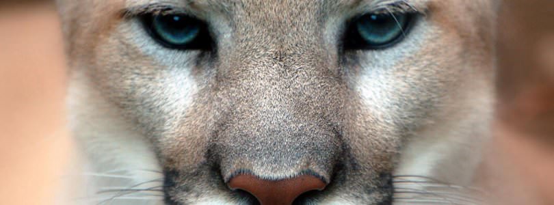Those Eyes - Cougar closeup